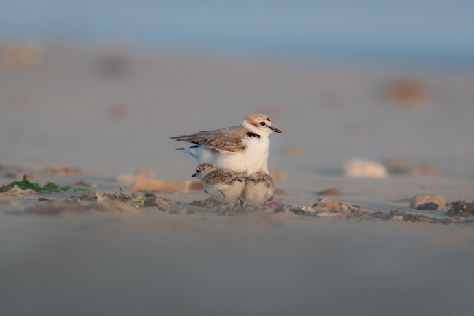 Gravelot à collier interrompu et ses petits dans le sable